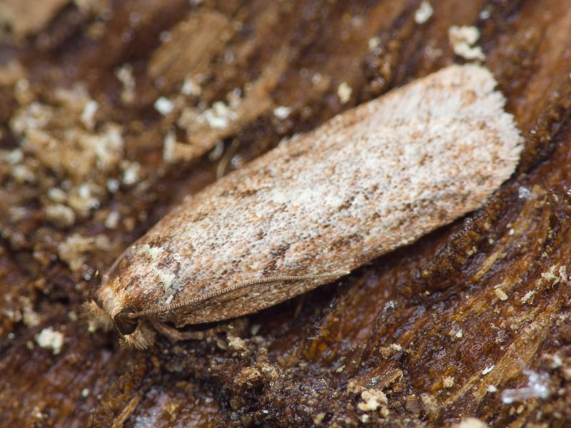 Lepidoptera